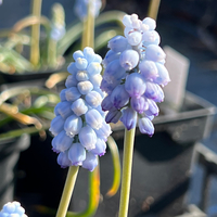 Muscari armeniacum 'Valerie Finnis'